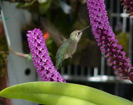 Arpophyllum guest